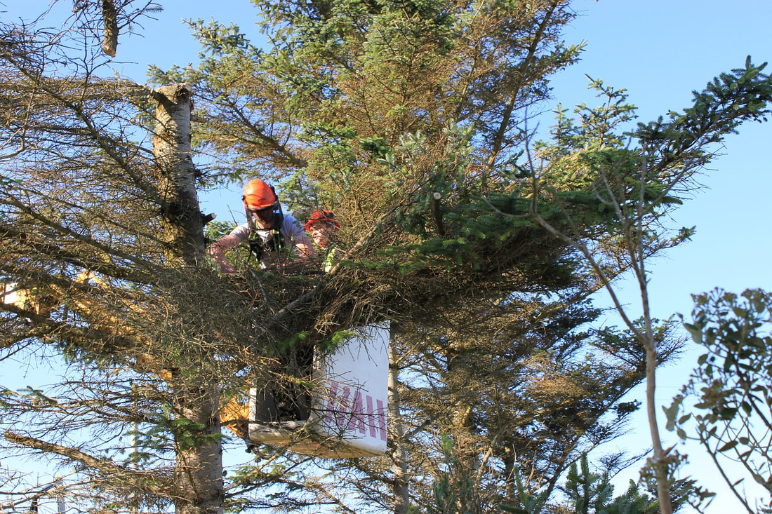 arboriculture and tree surgery